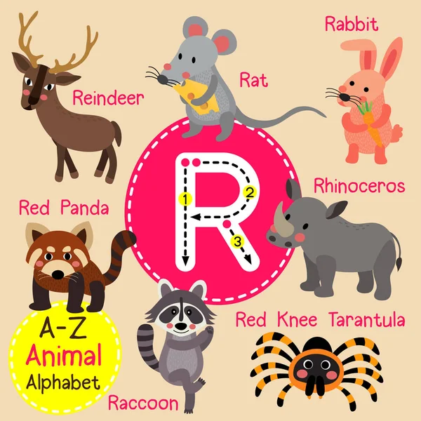 Cute children zoo alphabet R letter tracing of funny animal cartoon for kids learning English vocabulary vector illustration. — Stock Vector
