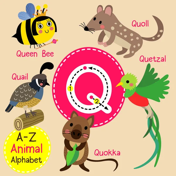 Grazioso bambini zoo alfabeto Q lettera tracciamento di divertente animale cartone animato per bambini imparare inglese vocabolario vettore illustrazione . — Vettoriale Stock