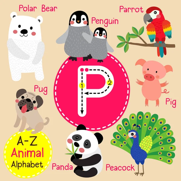 Lindos niños zoológico alfabeto P carta trazado de dibujos animados de animales divertidos para niños que aprenden inglés vocabulario vector ilustración . — Vector de stock