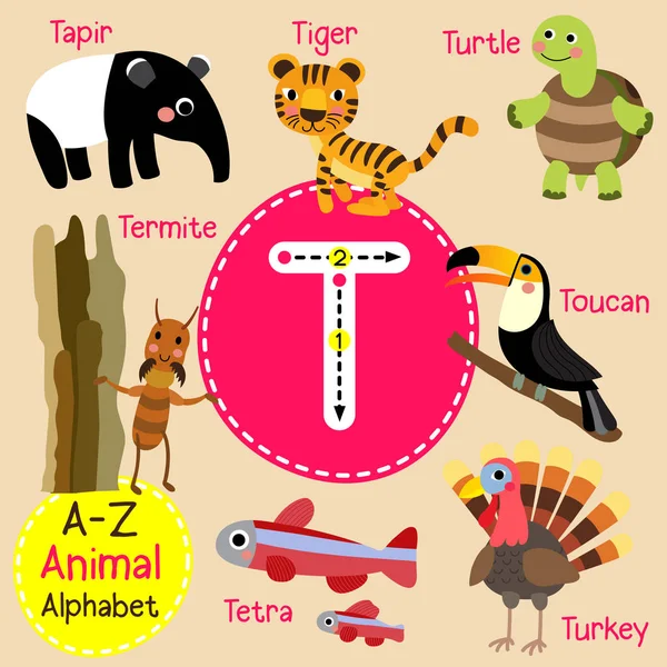 Cute children zoo alphabet T letter tracing of funny animal cartoon for kids learning Russian vocabulary vector illustration . — стоковый вектор