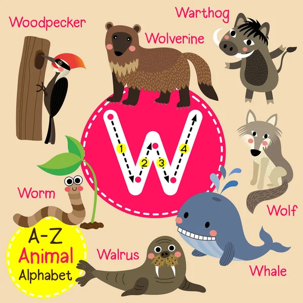 Lindos niños zoológico alfabeto W carta trazado de dibujos animados animales divertidos para niños que aprenden inglés vocabulario vector ilustración . — Vector de stock