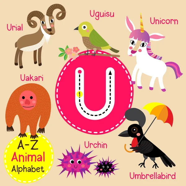 Cute children zoo alphabet U letter tracing of funny animal cartoon for kids learning English vocabulary vector illustration. — Stock Vector