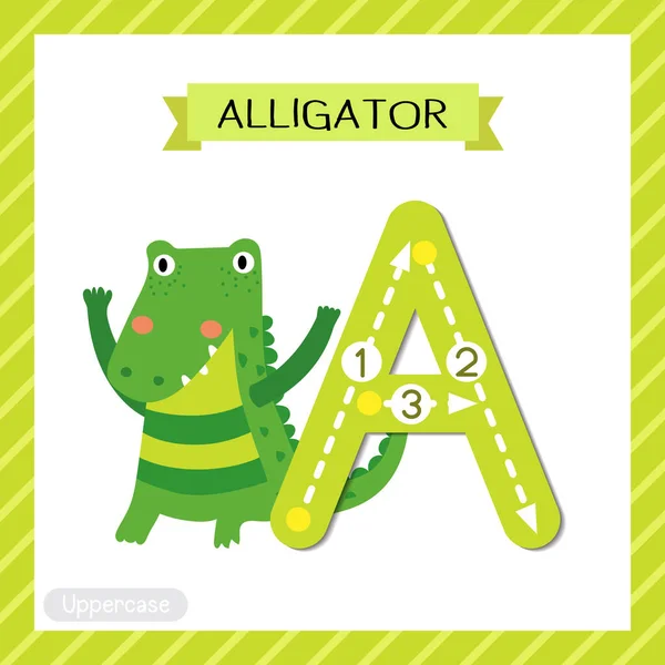 Upcase Cute Children 동물원 Abc 알파벳따라가기 Alligator 플래시 어휘와 일러스트를 — 스톡 벡터