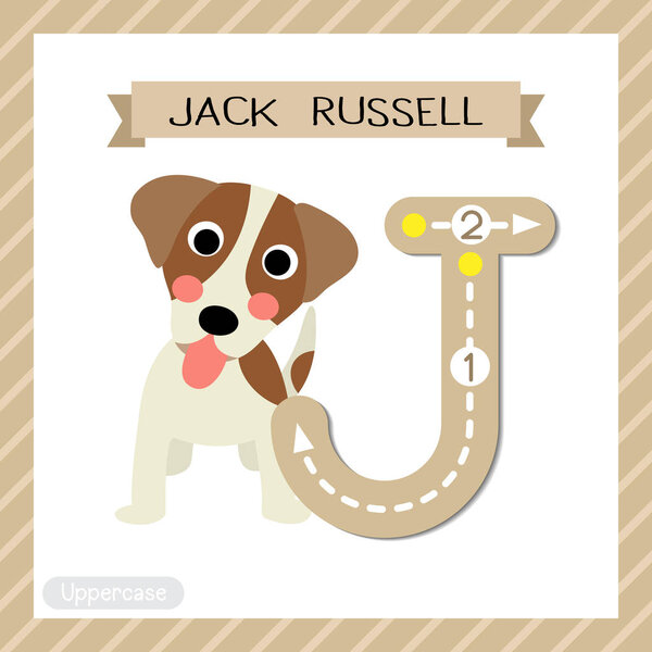 Letter J uppercase cute children colorful zoo and animals ABC alphabet tracing flashcard of Jack Russell for kids learning English vocabulary and handwriting vector illustration.
