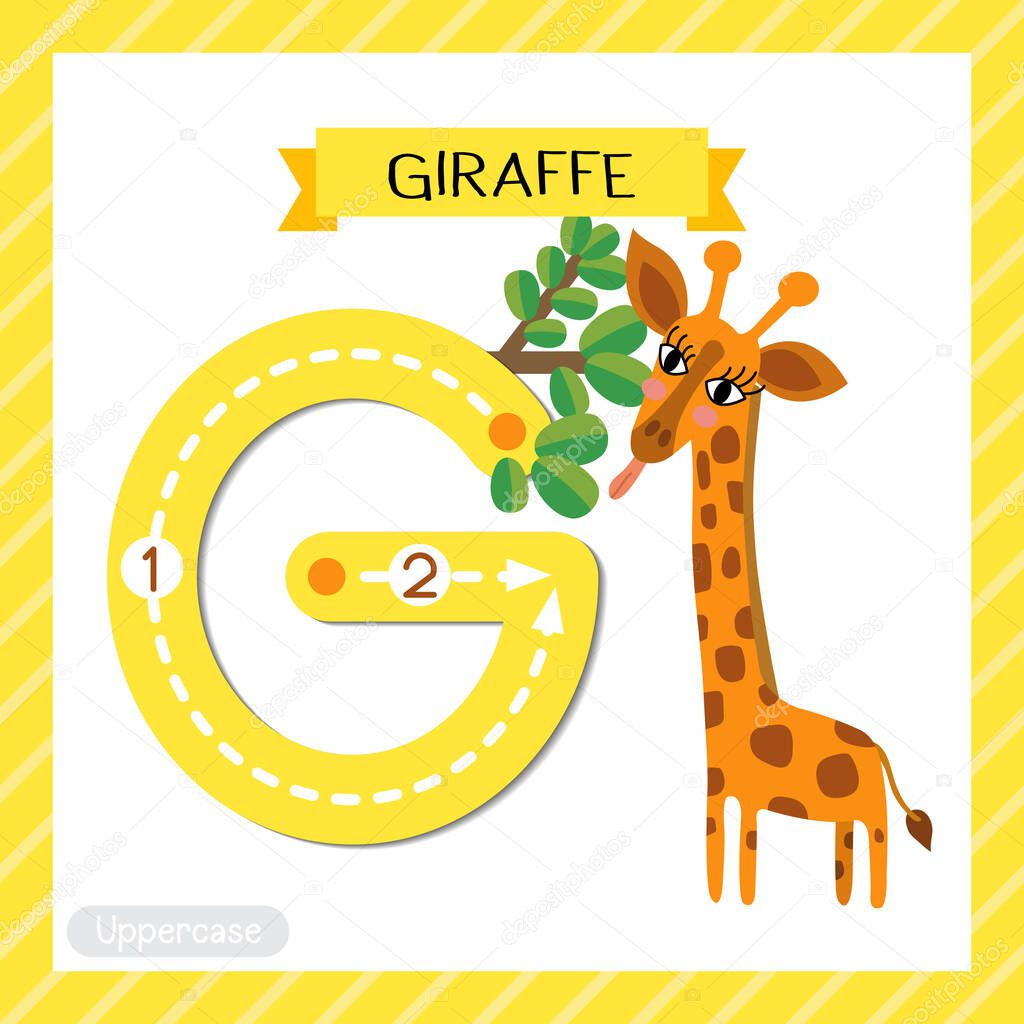 Letter G uppercase cute children colorful zoo and animals ABC alphabet tracing flashcard of Giraffe eating leaves for kids learning English vocabulary and handwriting vector illustration.
