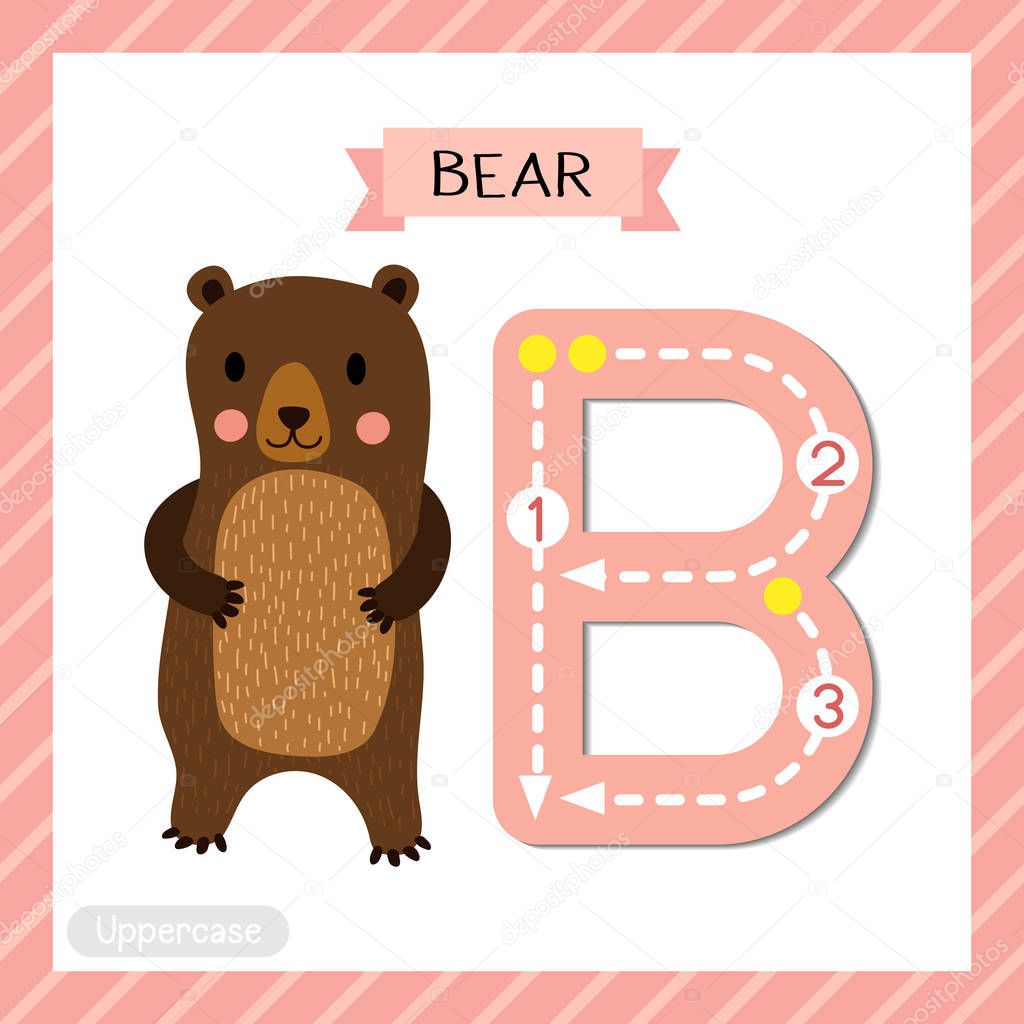 Letter B uppercase cute children colorful zoo and animals ABC alphabet tracing flashcard of Standing Bear  for kids learning English vocabulary and handwriting vector illustration.