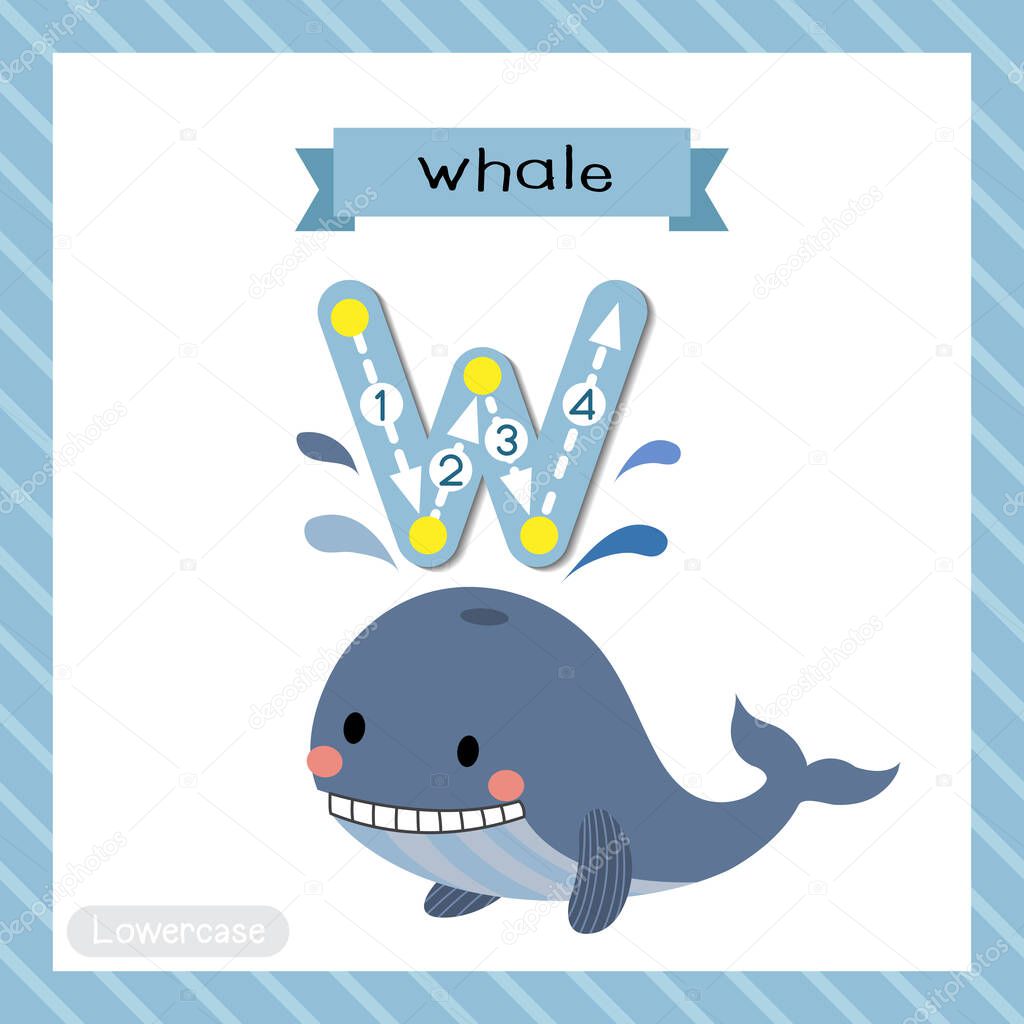 Letter W lowercase cute children colorful zoo and animals ABC alphabet tracing flashcard of Blue Whale for kids learning English vocabulary and handwriting vector illustration.