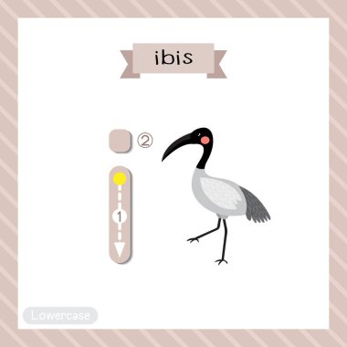 Küçük harfli şirin çocuklar hayvanat bahçesi ve ABC alfabesindeki hayvanlar İngilizce kelime dağarcığı ve el yazısı illüstrasyonunu öğrenen çocuklar için Ibis kuşunun kartının izini sürüyorlar..