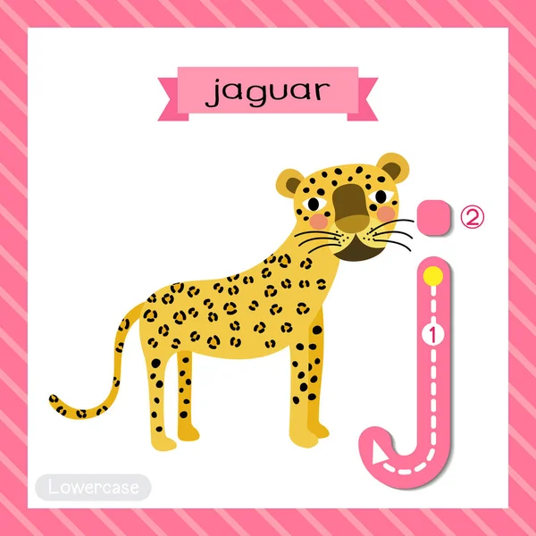 Letter J lowercase cute children colorful zoo and animals ABC alphabet tracing flashcard of standing Jaguar for kids learning English vocabulary and handwriting vector illustration.