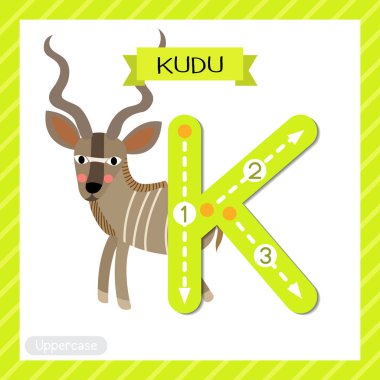 Letter K uppercase cute children colorful zoo and animals ABC alphabet tracing flashcard of Kudu for kids learning English vocabulary and handwriting vector illustration. clipart