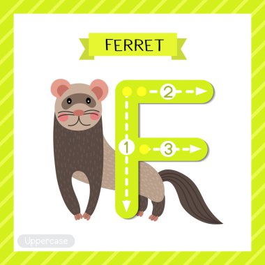 Letter F uppercase cute children colorful zoo and animals ABC alphabet tracing flashcard of Standing Ferret for kids learning English vocabulary and handwriting vector illustration. clipart
