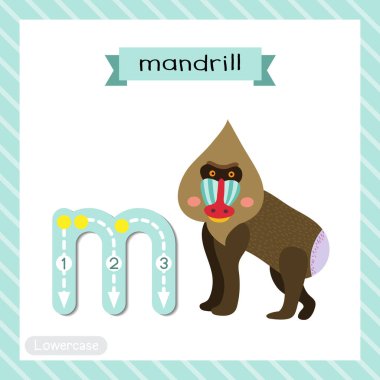 M harfi küçük çocuklar için renkli hayvanat bahçesi ve ABC alfabesi İngilizce kelime bilgisi ve el yazısı vektör çizimi öğrenen çocuklar için Mandrill 'in hafıza kartını takip ediyor..