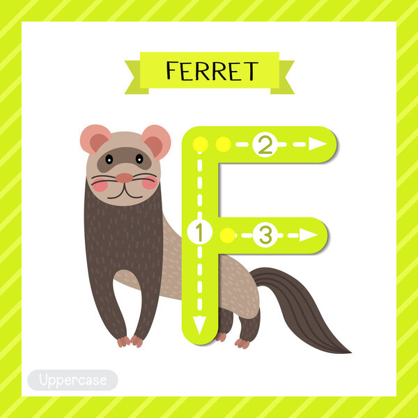 Letter F uppercase cute children colorful zoo and animals ABC alphabet tracing flashcard of Standing Ferret for kids learning English vocabulary and handwriting vector illustration.