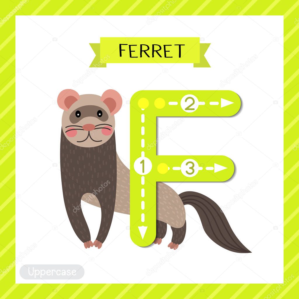 Letter F uppercase cute children colorful zoo and animals ABC alphabet tracing flashcard of Standing Ferret for kids learning English vocabulary and handwriting vector illustration.
