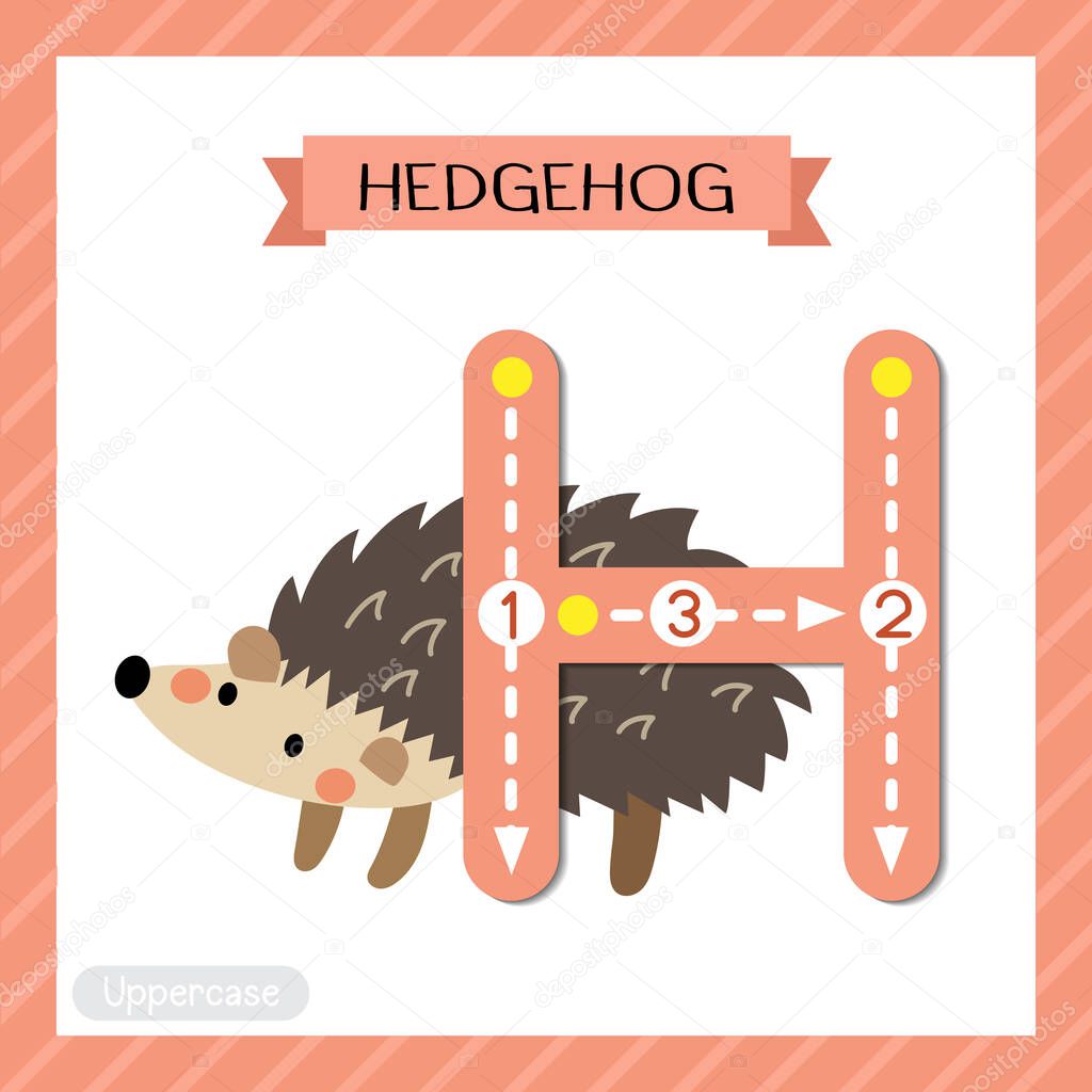 Letter H uppercase cute children colorful zoo and animals ABC alphabet tracing flashcard of Hedgehog for kids learning English vocabulary and handwriting vector illustration.