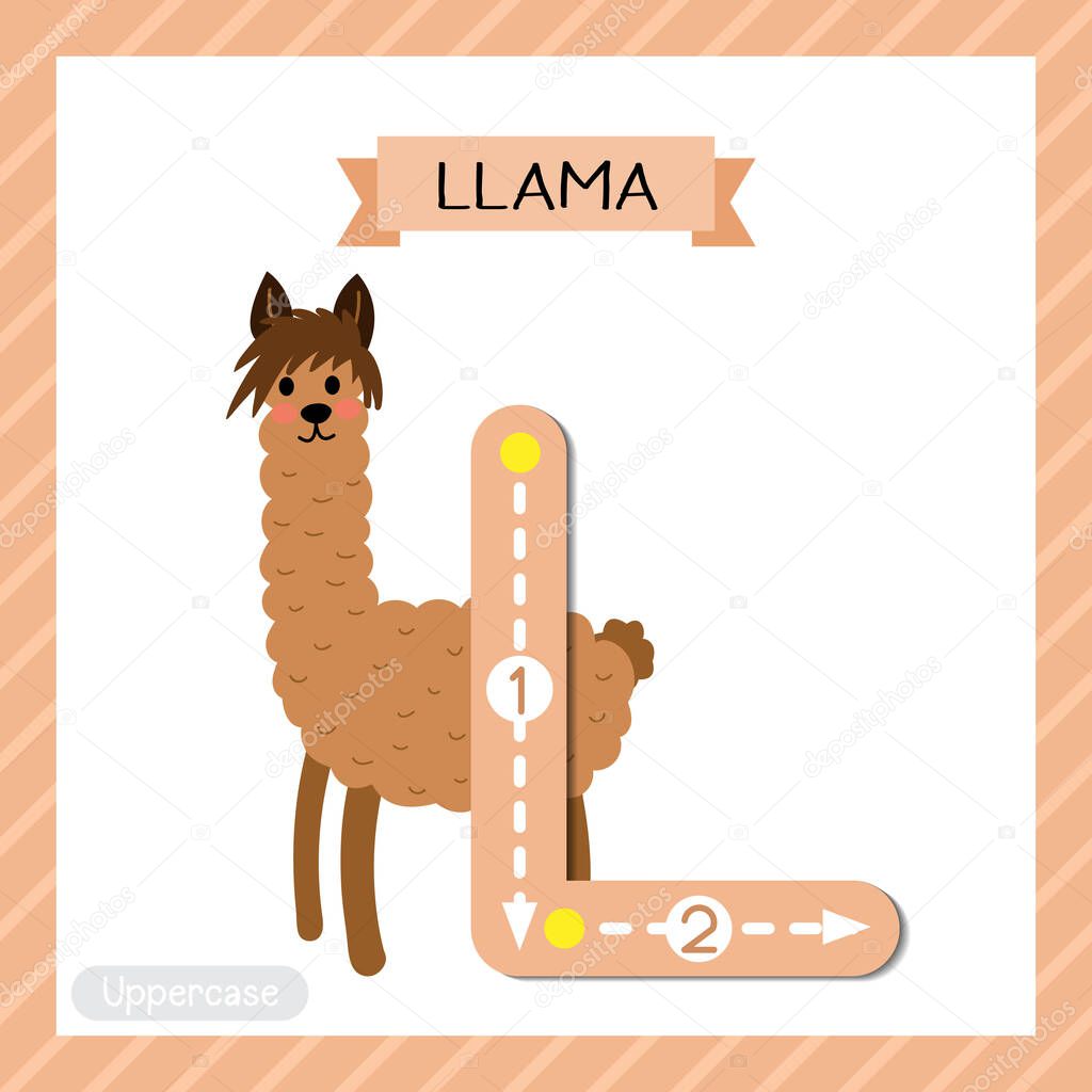 Letter L uppercase cute children colorful zoo and animals ABC alphabet tracing flashcard of Brown Llama for kids learning English vocabulary and handwriting vector illustration.