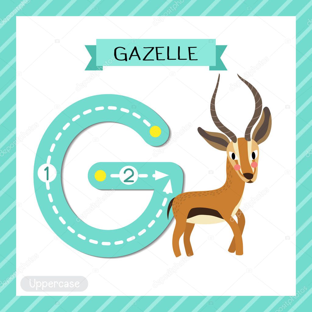 Letter G uppercase cute children colorful zoo and animals ABC alphabet tracing flashcard of Standing Gazelle for kids learning English vocabulary and handwriting vector illustration.