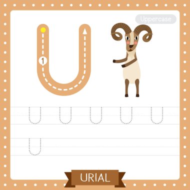 Urial 'in İngilizce kelime dağarcığı ve el yazısı vektör ilüstrasyonunu öğrenen çocuklar için iki ayaklı Urial uygulamasının büyük harfli U harfi..