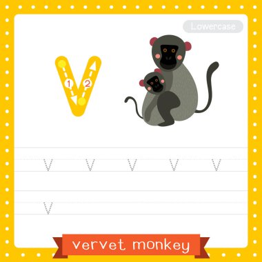 Letter V lowercase cute children colorful zoo and animals ABC alphabet tracing practice worksheet of Vervet Monkey for kids learning English vocabulary and handwriting vector illustration. clipart