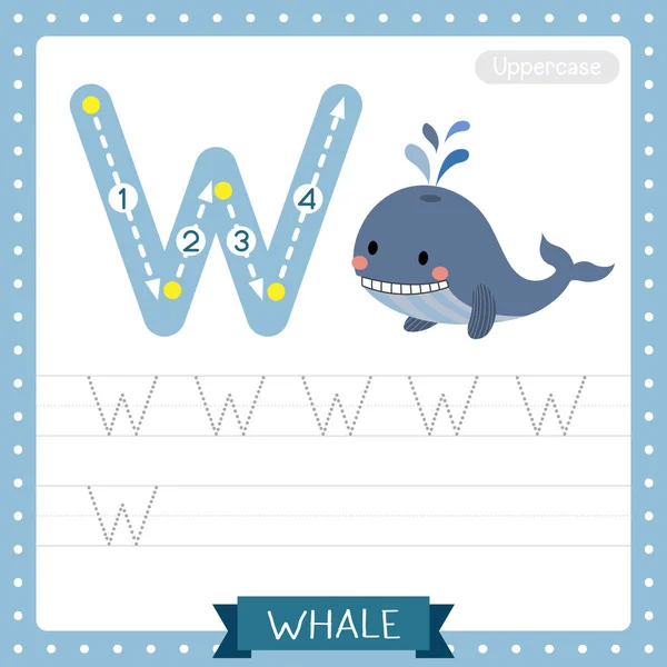 대문자귀여운 어린이 동물원 Abc 알파벳 연습을 Blue Whale 단어와 삽화를 — 스톡 벡터