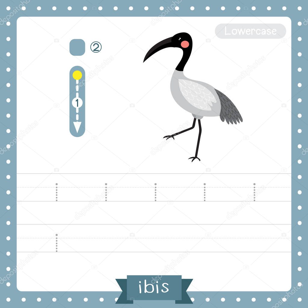 Letter I lowercase cute children colorful zoo and animals ABC alphabet tracing practice worksheet of Ibis bird for kids learning English vocabulary and handwriting vector illustration.