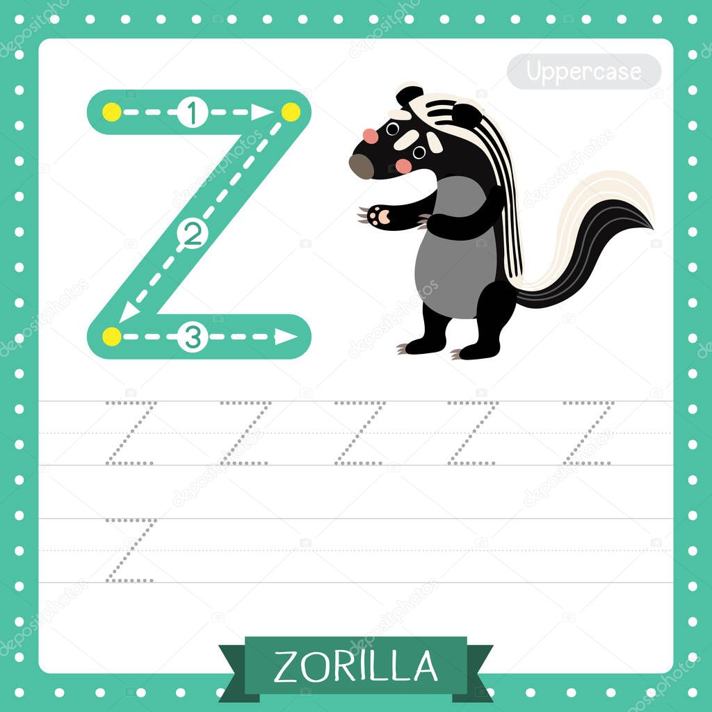 Letter Z uppercase cute children colorful zoo and animals ABC alphabet tracing practice worksheet of Zorilla for kids learning English vocabulary and handwriting vector illustration.