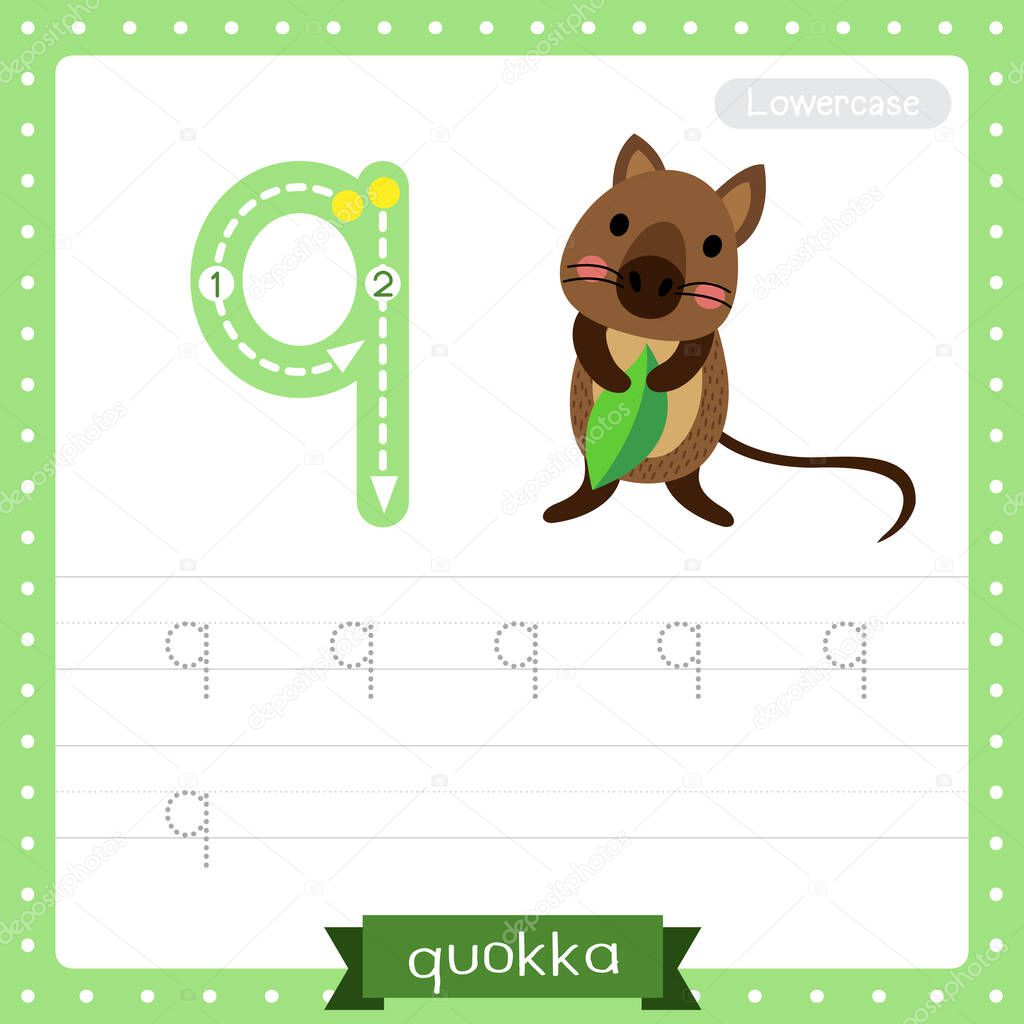 Letter Q lowercase cute children colorful zoo and animals ABC alphabet tracing practice worksheet of Quokka holding leaf for kids learning English vocabulary and handwriting vector illustration.