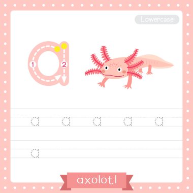 A harfi küçük çocuklar için renkli hayvanat bahçesi ve ABC alfabesindeki hayvanlar için Axolotl 'un İngilizce kelime dağarcığı ve el yazısı çizimi öğrenen çocuklar için çalışma tablosu..