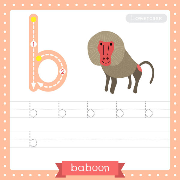 Letter B lowercase cute children colorful zoo and animals ABC alphabet tracing practice worksheet of Baboon for kids learning English vocabulary and handwriting vector illustration.