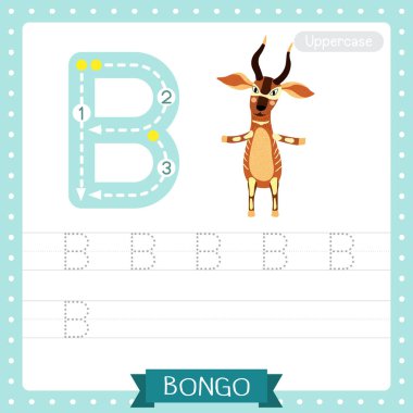 Letter B uppercase cute children colorful zoo and animals ABC alphabet tracing practice worksheet of Bongo standing on two legs for kids learning English vocabulary and handwriting vector illustration. clipart