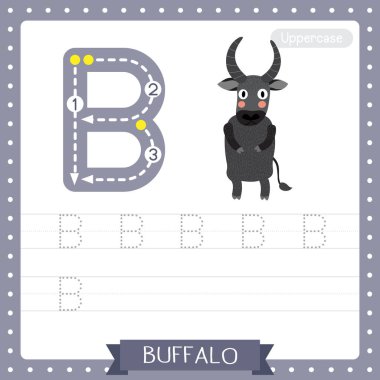 B harfi büyük çocuklar için renkli hayvanat bahçesi ve hayvanların alfabesiyle Buffalo 'nun İngilizce kelime dağarcığı ve el yazısı vektör çizimi öğrenen çocuklar için iki ayaklı çalışma tablosu..