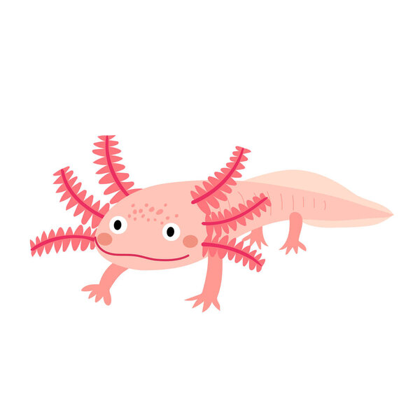 An axolotl cartoon character. Mexican salamander or walking fish with pink color. Isolated on white background. Vector illustration.