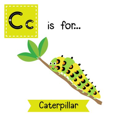 C harfi takip ediliyor. Tırtıl dalda sürünüyor.