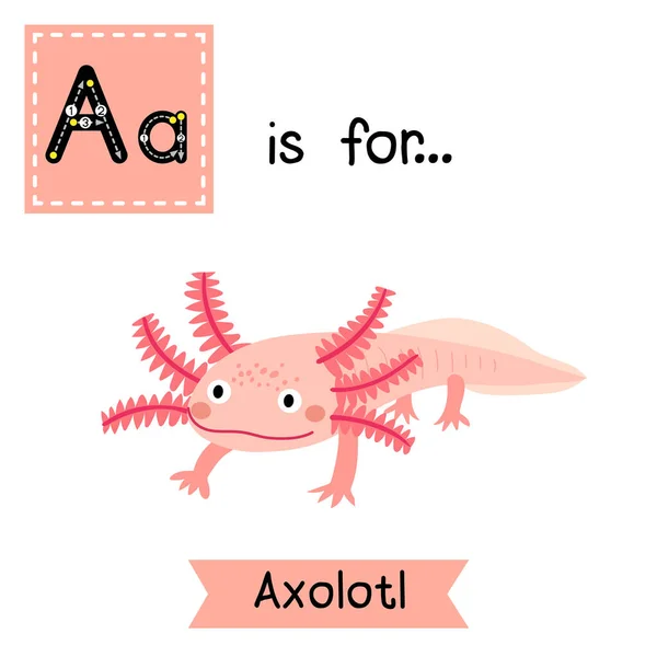 Letter Tracing Axolotl Cute Children Zoo Alphabet Flash Card Funny — Stock Vector