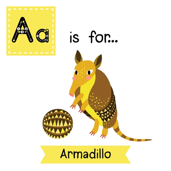 Letter Tracing Armadillo Cute Children Zoo Alphabet Flash Card Funny — Stock Vector