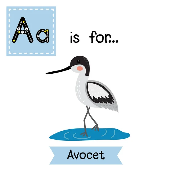 一个信件追踪 Avocet 可爱的孩子动物园字母闪存卡 有趣的卡通动物 孩子们在接受教育 学习英语词汇 矢量说明 — 图库矢量图片