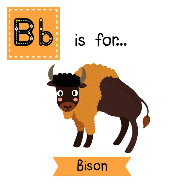 B文字のトレース バイソンだ かわいい子供動物園アルファベットフラッシュカード 面白い漫画動物 子供たちは教育を受ける 英語の語彙を学ぶ ベクターイラスト — ストックベクタ