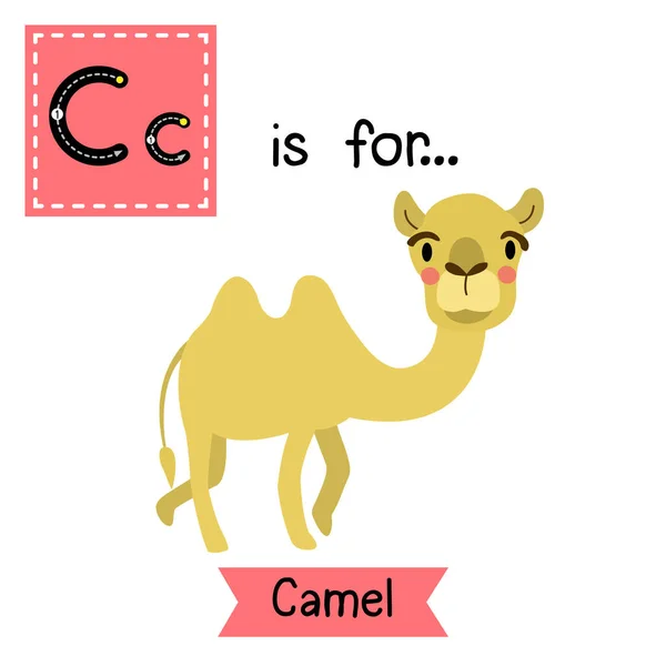 字母C追踪 Bactrian Camel — 图库矢量图片