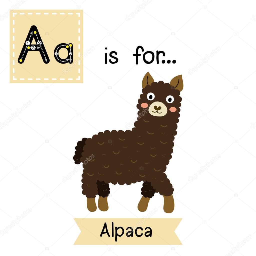 A letter tracing. Dark brown Alpaca. Cute children zoo alphabet. Funny cartoon animal. Kids abc education. Learning English vocabulary. Vector illustration.