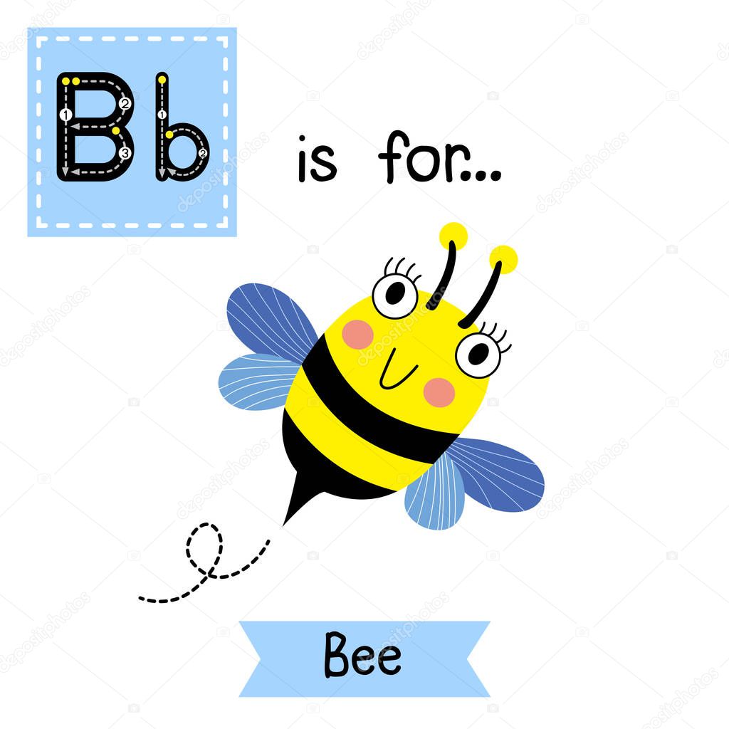 B letter tracing. Happy Bee flying. Cute children zoo alphabet flash card. Funny cartoon animal. Kids abc education. Learning English vocabulary. Vector illustration.