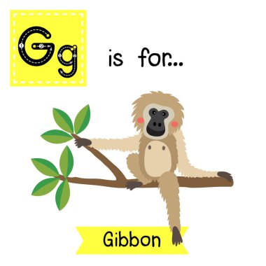 G harfi iz sürme. Gibbon dalda oturuyor
