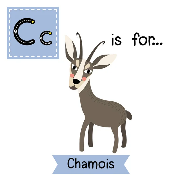 字母C追踪 Chamois站着 — 图库矢量图片