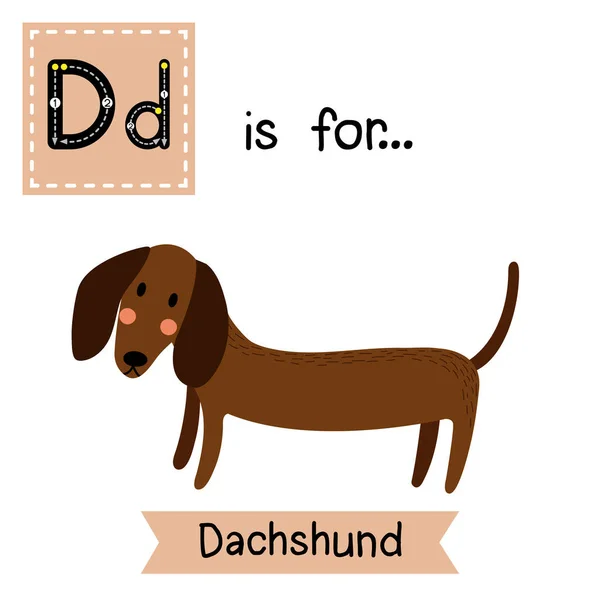 字母D追踪 Dachshund — 图库矢量图片