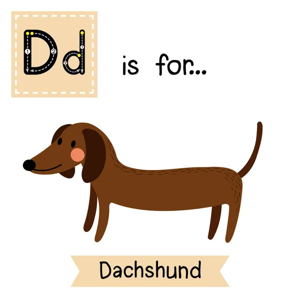 字母D追踪 侧视图Dachshund — 图库矢量图片
