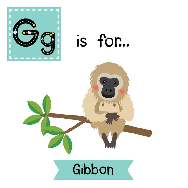 Betű Lenyomozása Gibbon — Stock Vector