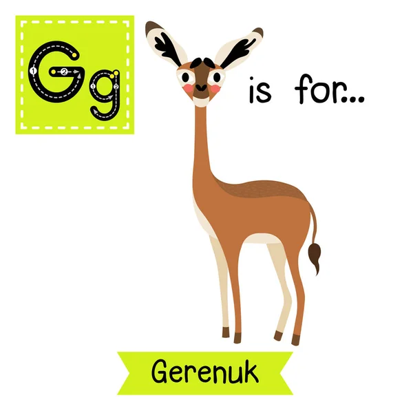 Písmeno Stojící Gerenuk — Stockový vektor