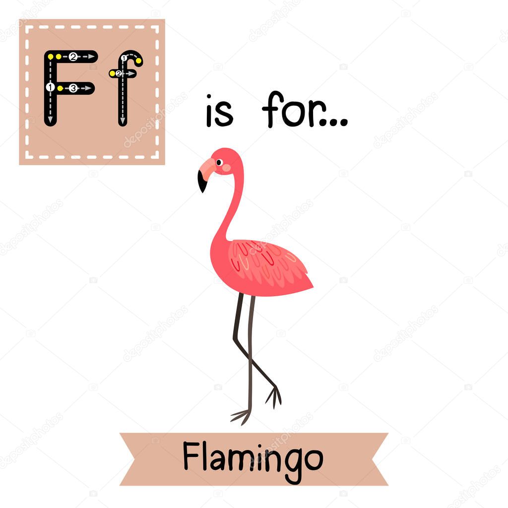 Letter F tracing. Standing Flamingo.