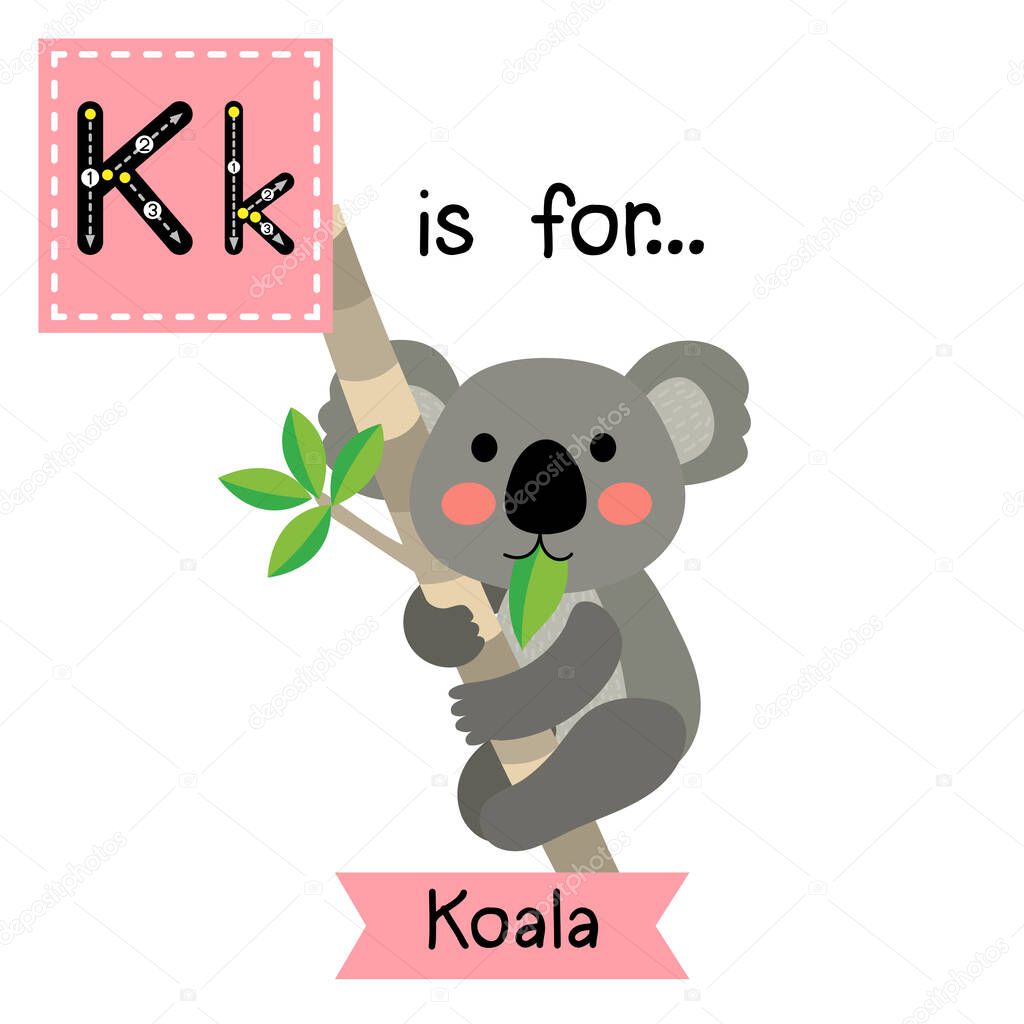 Letter K tracing. Koala bear