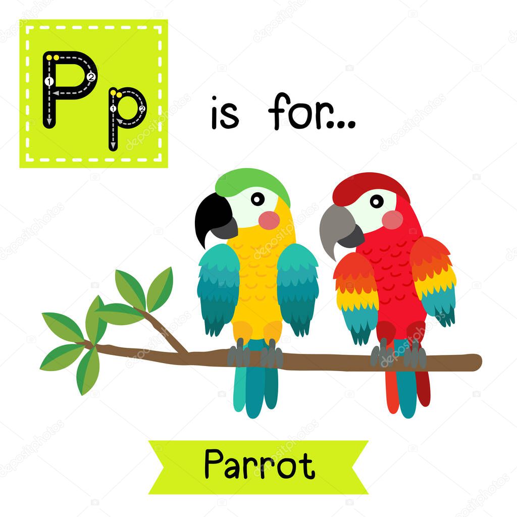 Letter P tracing. Colorful Parrot bird.
