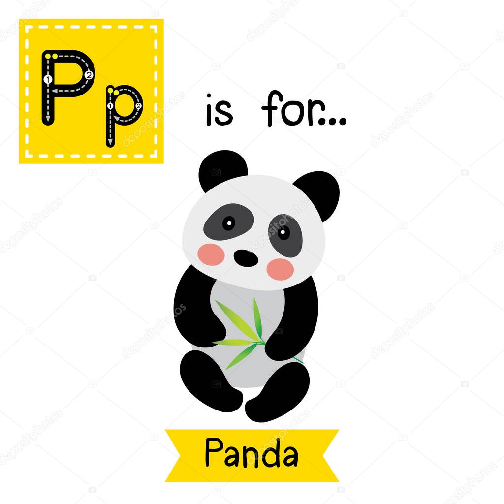 Letter P tracing. Sitting Chinese Panda bear